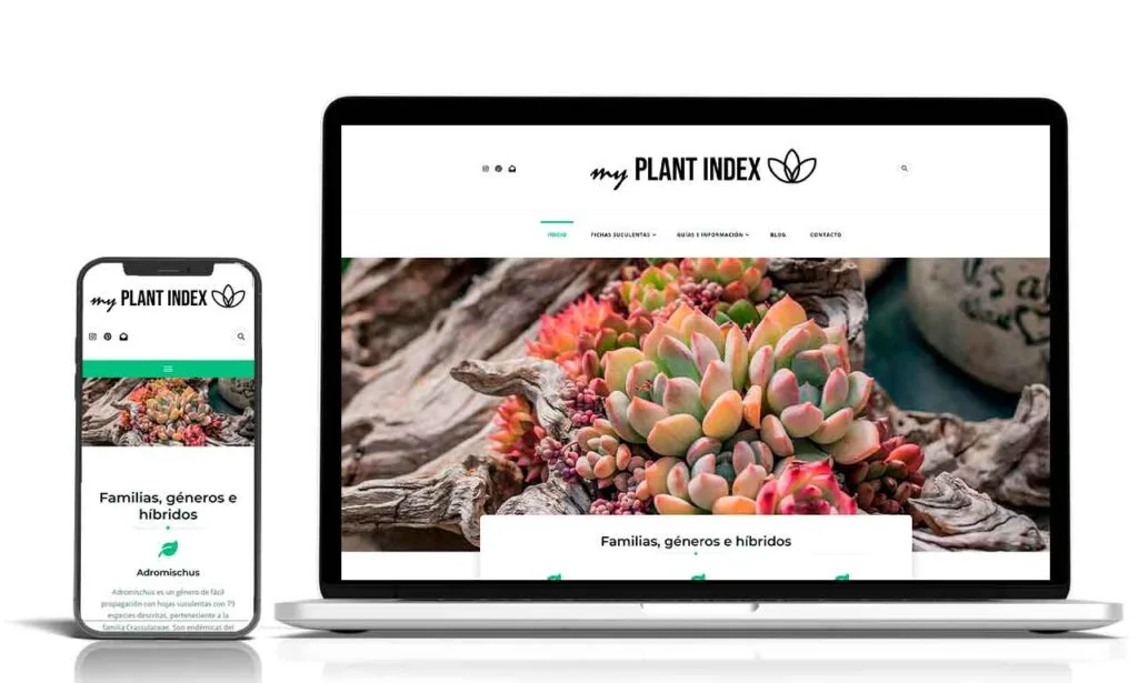 portfolio web contenido digital y tienda online